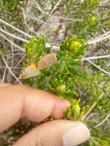 Silcrete Silverpea (Xiphotheca rosmarinifolia)