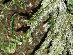 Trachyloma diversinerve