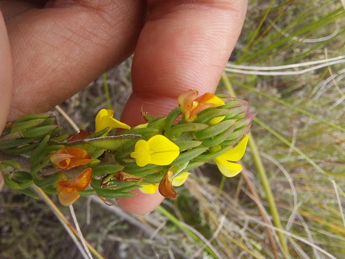Cage Capegorse (Aspalathus mundiana)