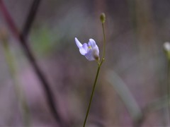 Utricularia geoffrayi