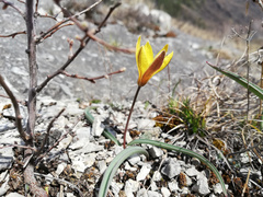 Tulipa uniflora