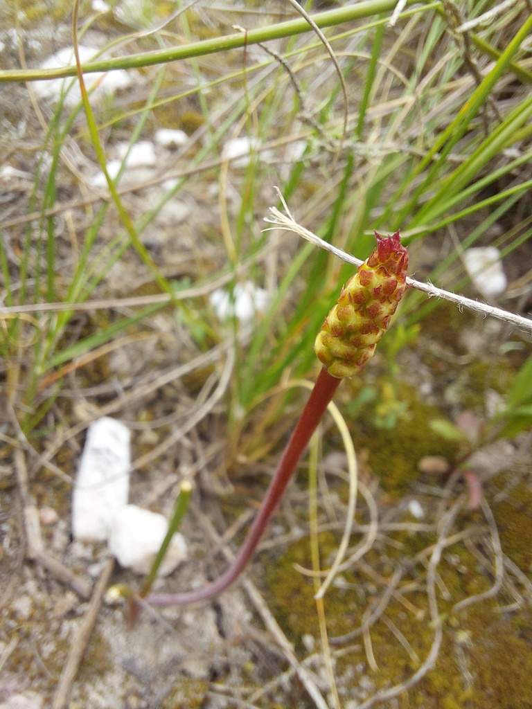 Lachenalia barbarae, Overberg District Municipality, South Africa