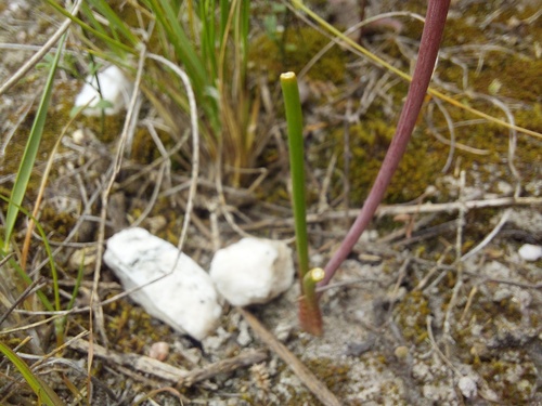 Lachenalia barbarae