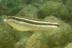 Petroscirtes breviceps