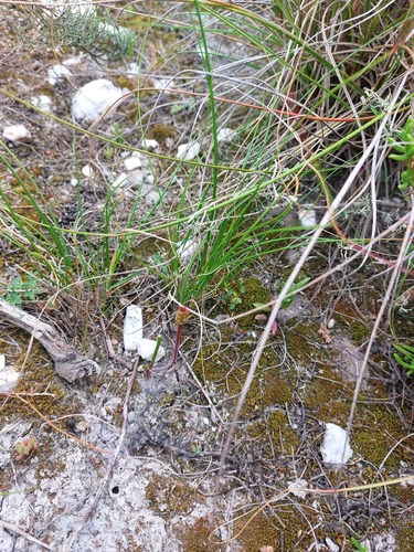Lachenalia barbarae