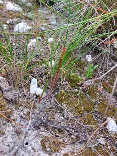 Lachenalia barbarae