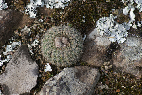 Parodia alacriportana