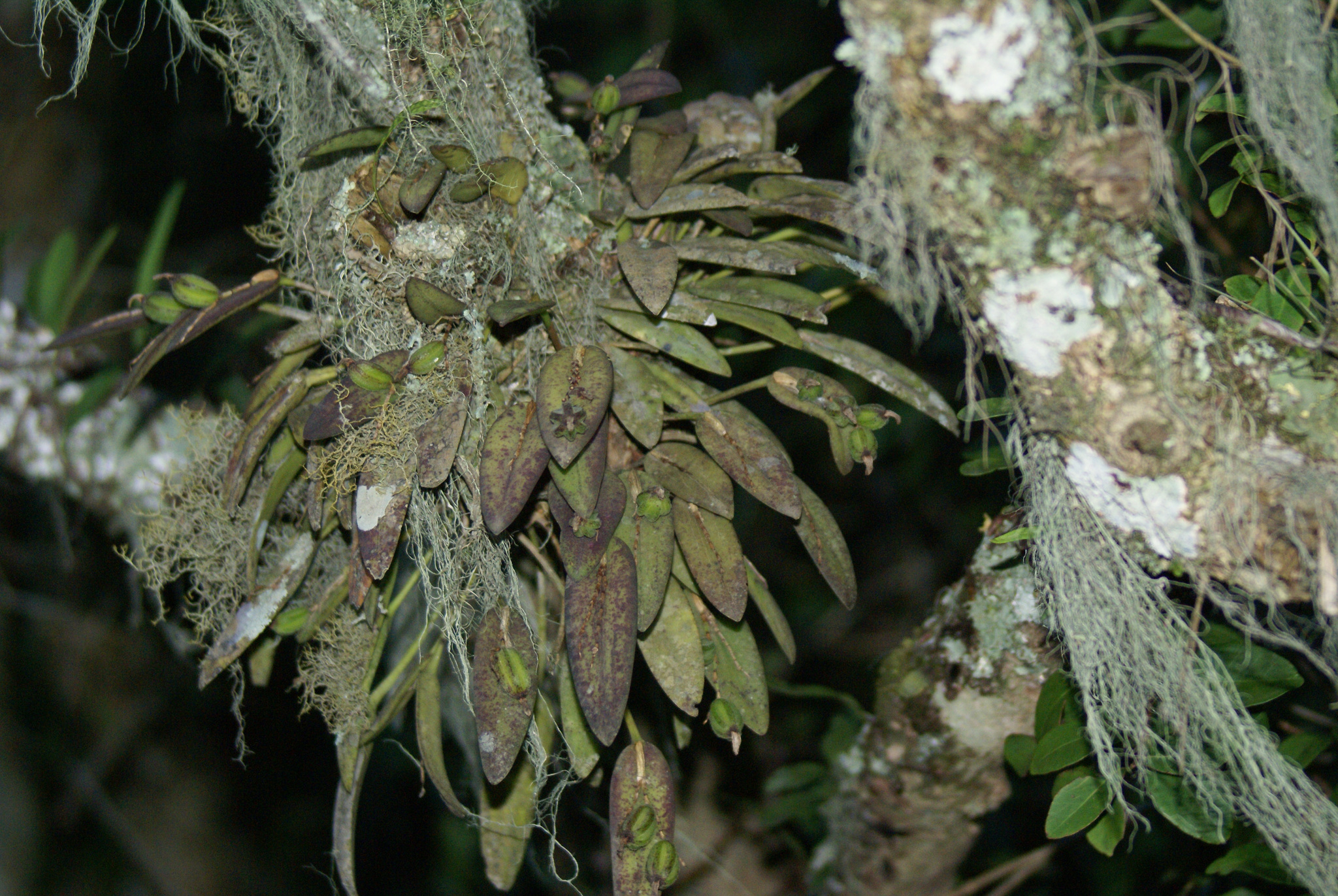 Acianthera pubescens