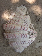 Hippopus hippopus