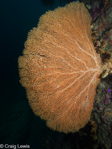 Gorgonian Sea Fan