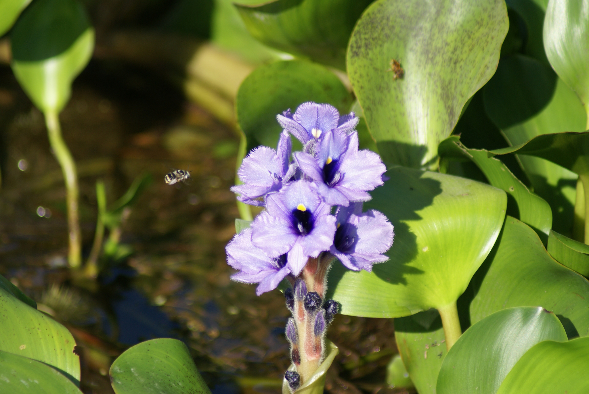 Pontederia azurea