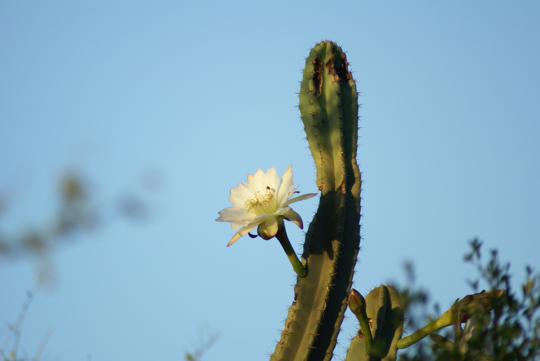 Cereus hildmannianus