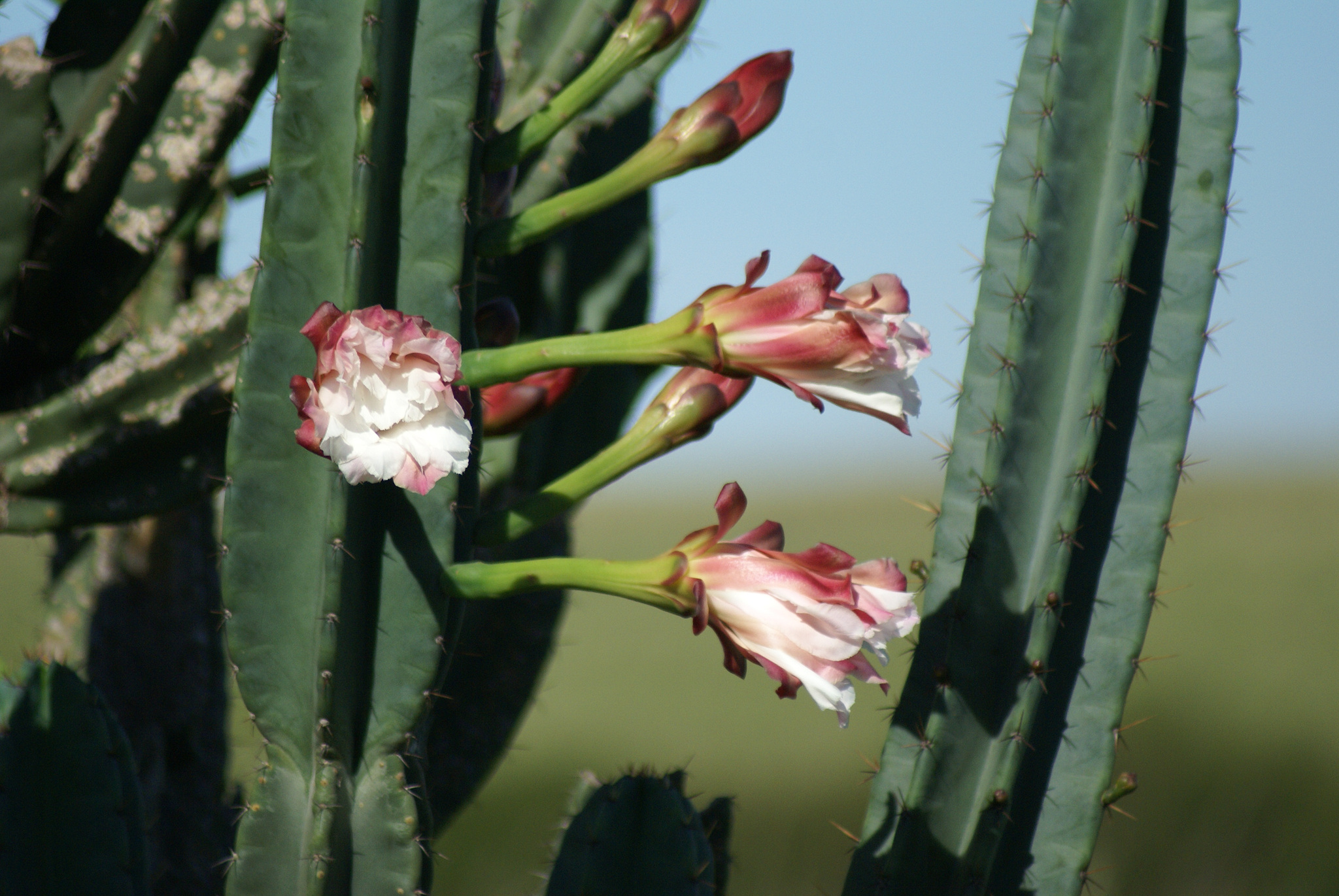 Cereus hildmannianus