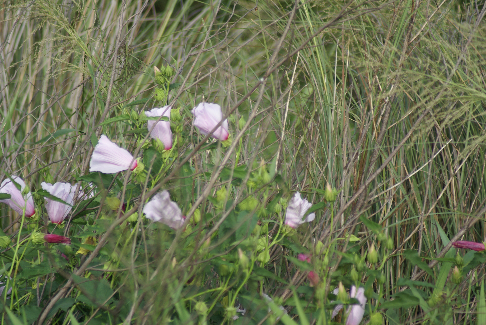 Hibiscus striatus