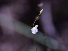 Utricularia geoffrayi
