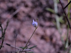 Utricularia geoffrayi
