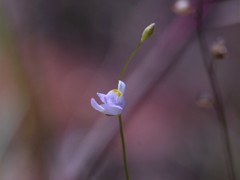 Utricularia geoffrayi