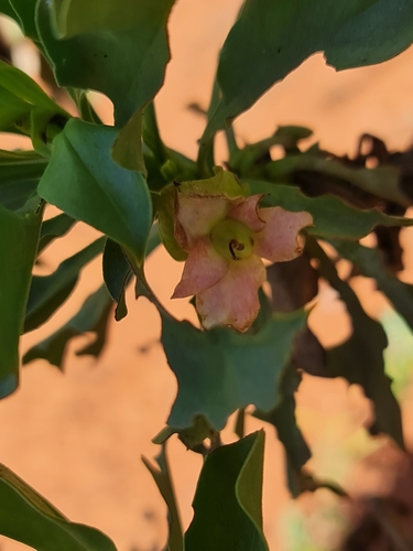 Image of Burra (Eremophila fraseri) by (c) Belinda Forbes, some rights reserved (CC BY)