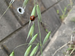 Coccinella septempunctata