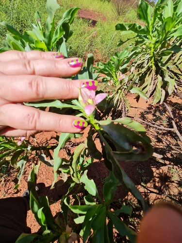 Image of Eremophila fraseri by (c) Belinda Forbes, some rights reserved (CC BY)