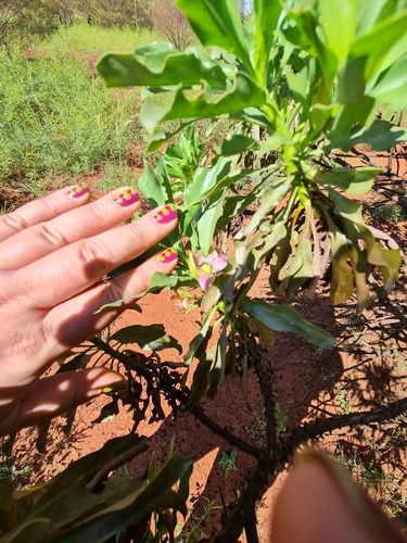 Image of Eremophila fraseri by (c) Belinda Forbes, some rights reserved (CC BY)