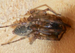 Nuisiana arboris