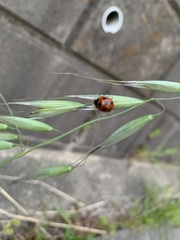 Coccinella septempunctata