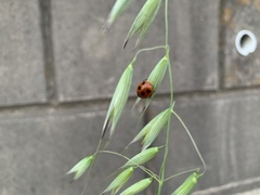 Coccinella septempunctata