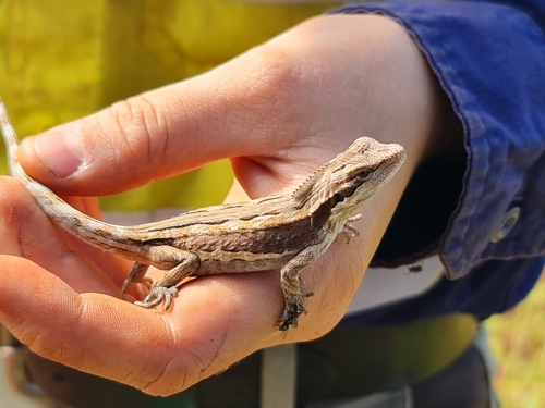Mulga Dragon, Diporiphora amphiboluroides