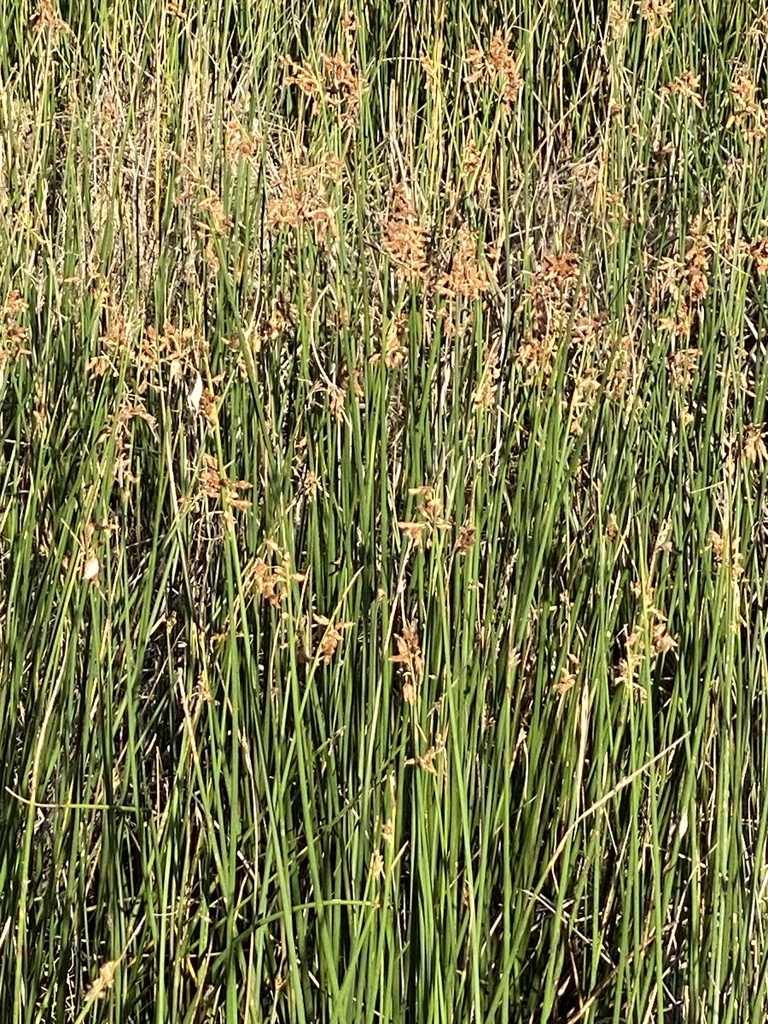 sedges from Boondall Wetlands Reserve, Nudgee Beach, QLD, AU on April ...