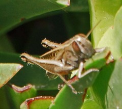 Eyprepocnemidinae