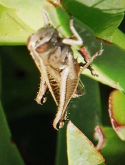 Eyprepocnemidinae