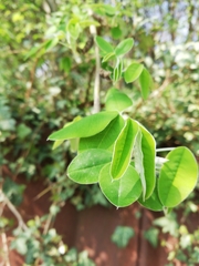 Laburnum anagyroides