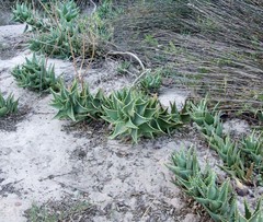 Aloe distans