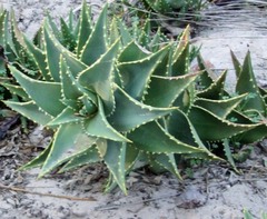 Aloe distans