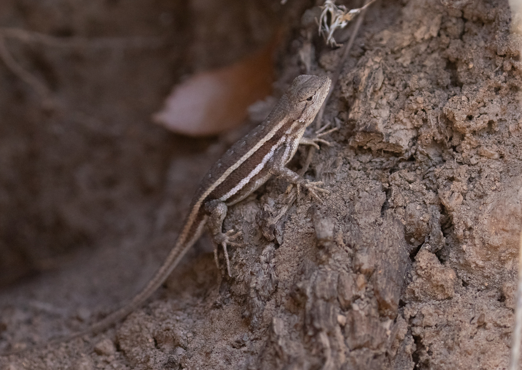 April Lizard Striped Plateau Lizard in April 2024 by Liam Huber · iNaturalist
