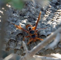 Polistes marginalis
