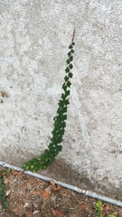 Tetrastigma obtectum glabrum