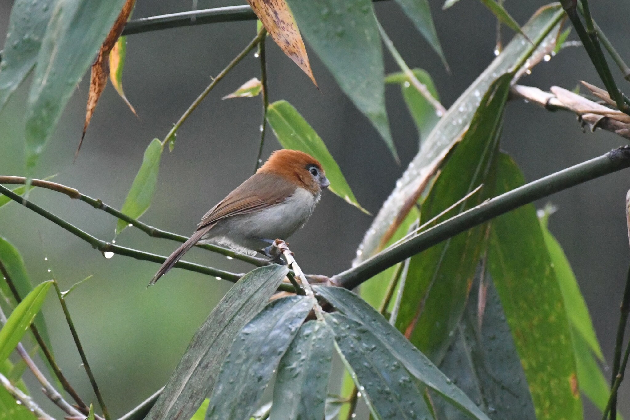 Pale-billed Parrotbill