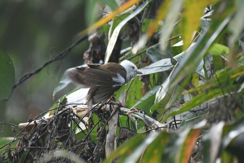 White-hooded Babbler (Gampsorhynchus rufulus)