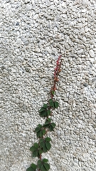 Tetrastigma obtectum glabrum