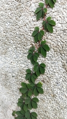 Tetrastigma obtectum glabrum