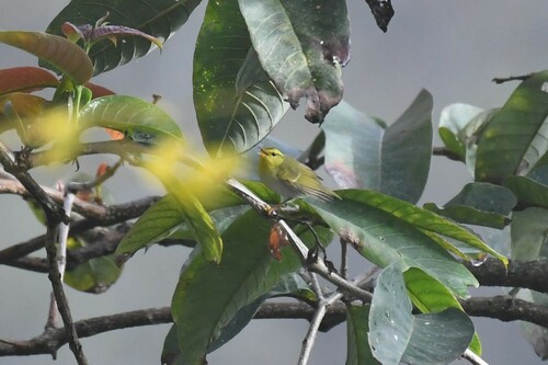 Yellow-vented Warbler (Phylloscopus cantator), photo 3