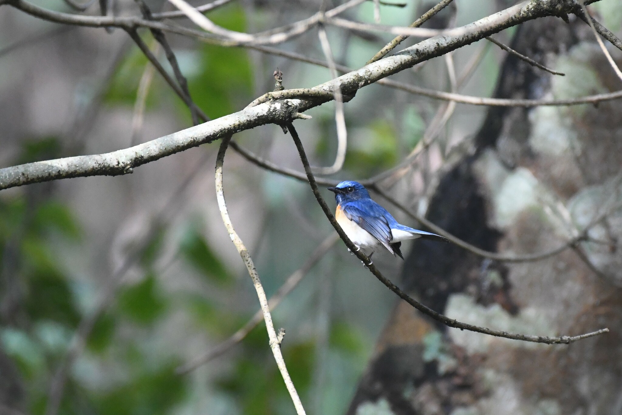 Blue-throated Blue Flycatcher