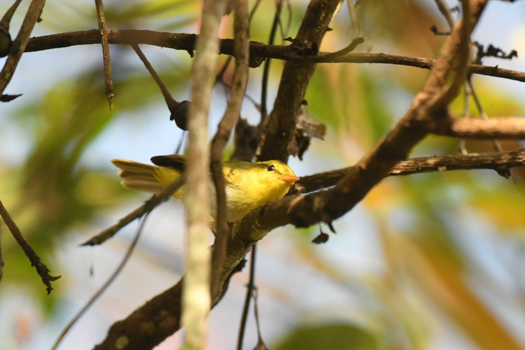 Yellow-vented Warbler