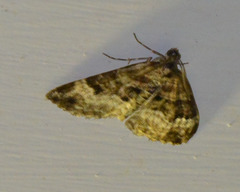 Xanthorhoe biriviata