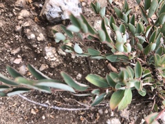 Phyllanthus maderaspatensis