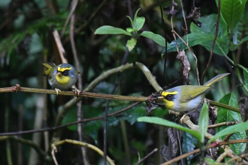 Black-faced Warbler (Abroscopus schisticeps), photo 6