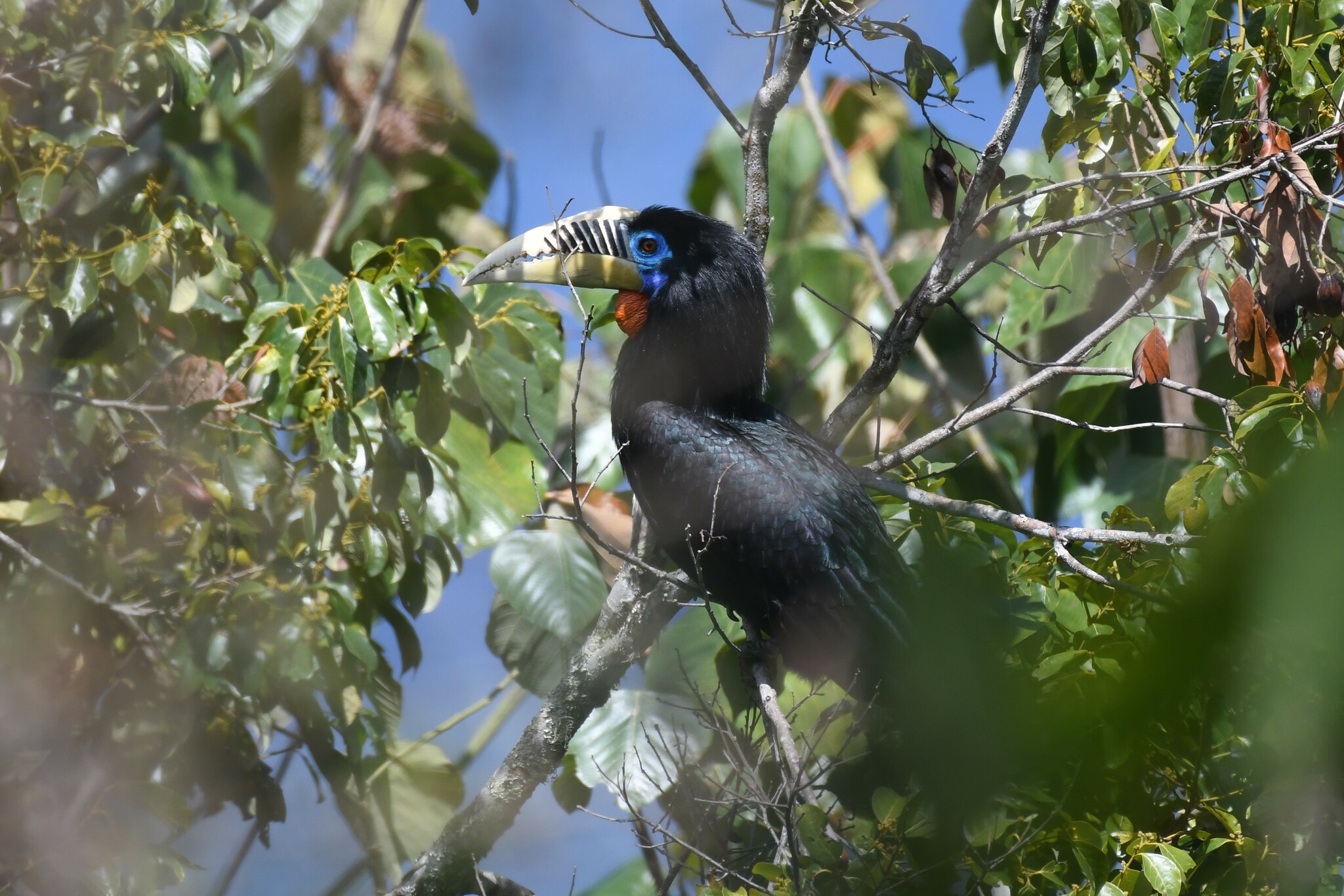 Rufous-necked Hornbill