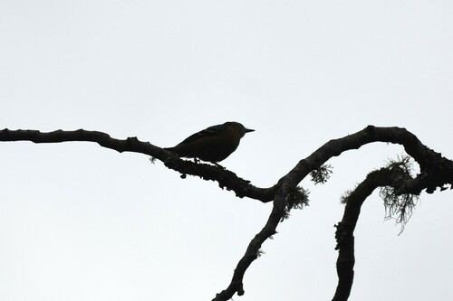 Beautiful Nuthatch (Sitta formosa)